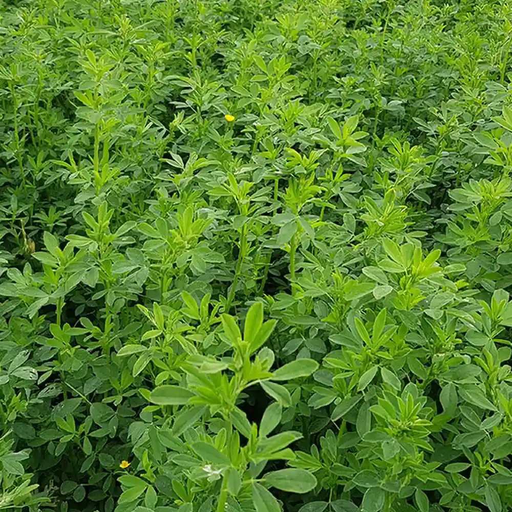 Alfalfa MS130